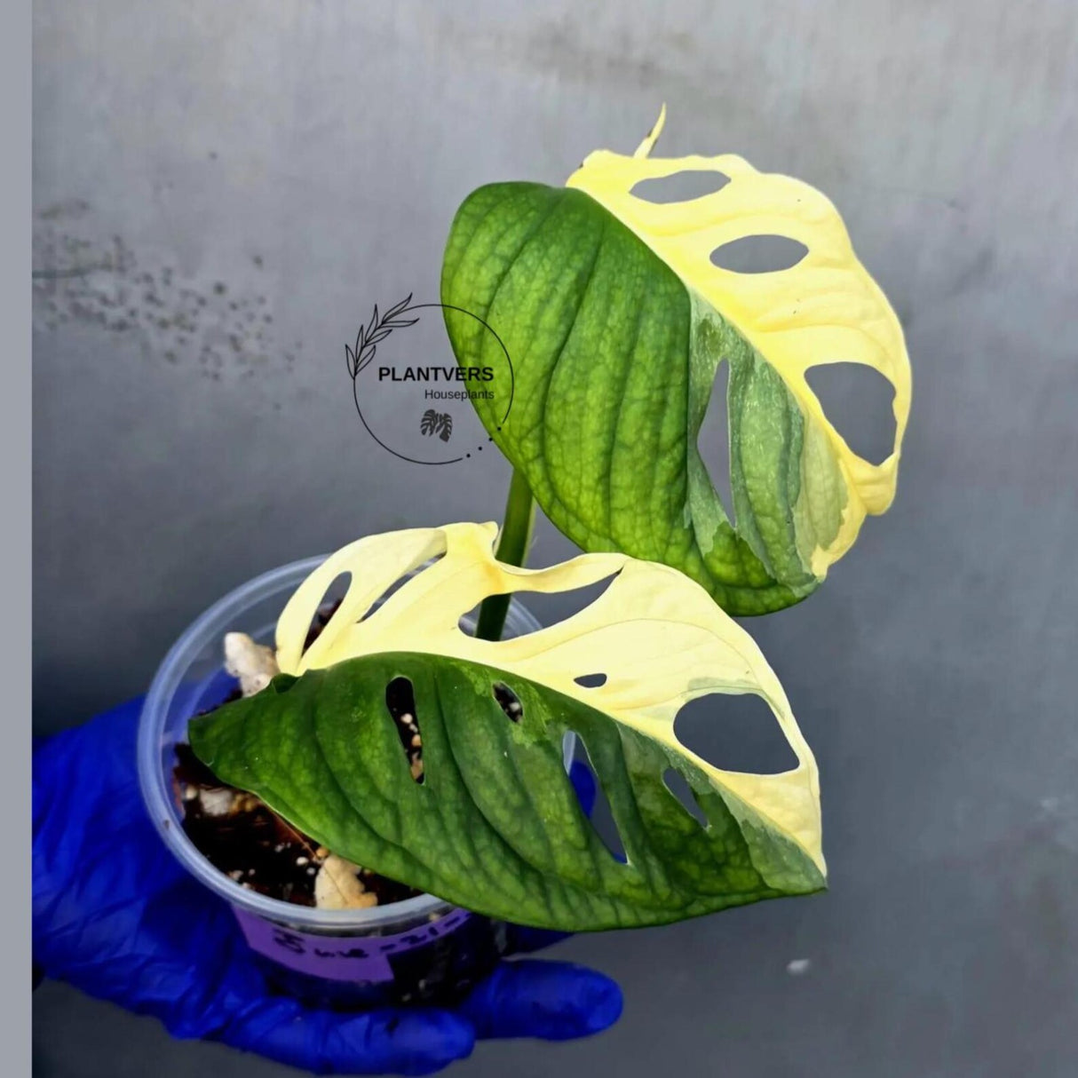 Variegated Monstera Adansonii Albo Live Plant - (June-21-30)