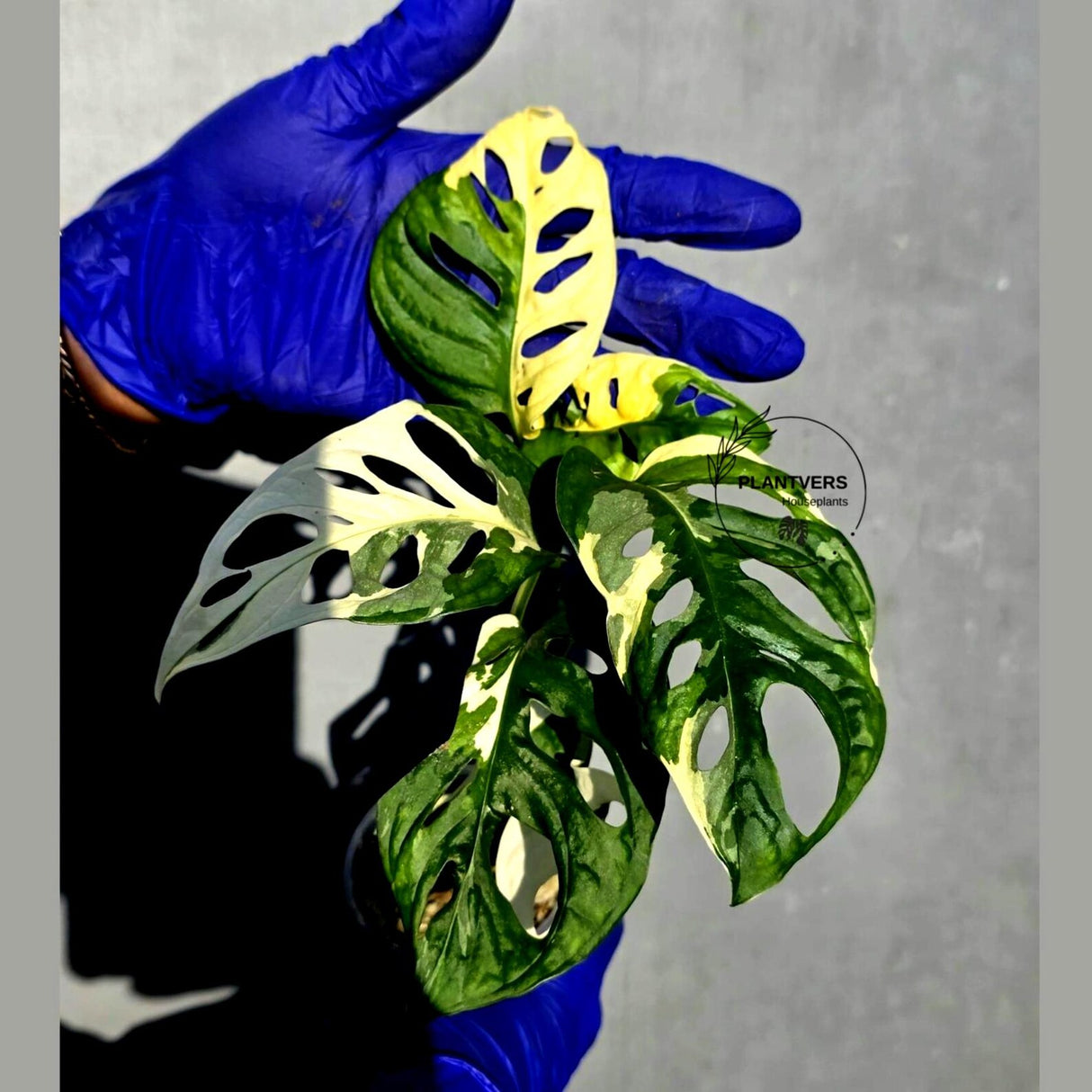 Variegated Monstera Adansonii Albo Live Plant - (June-23-16)