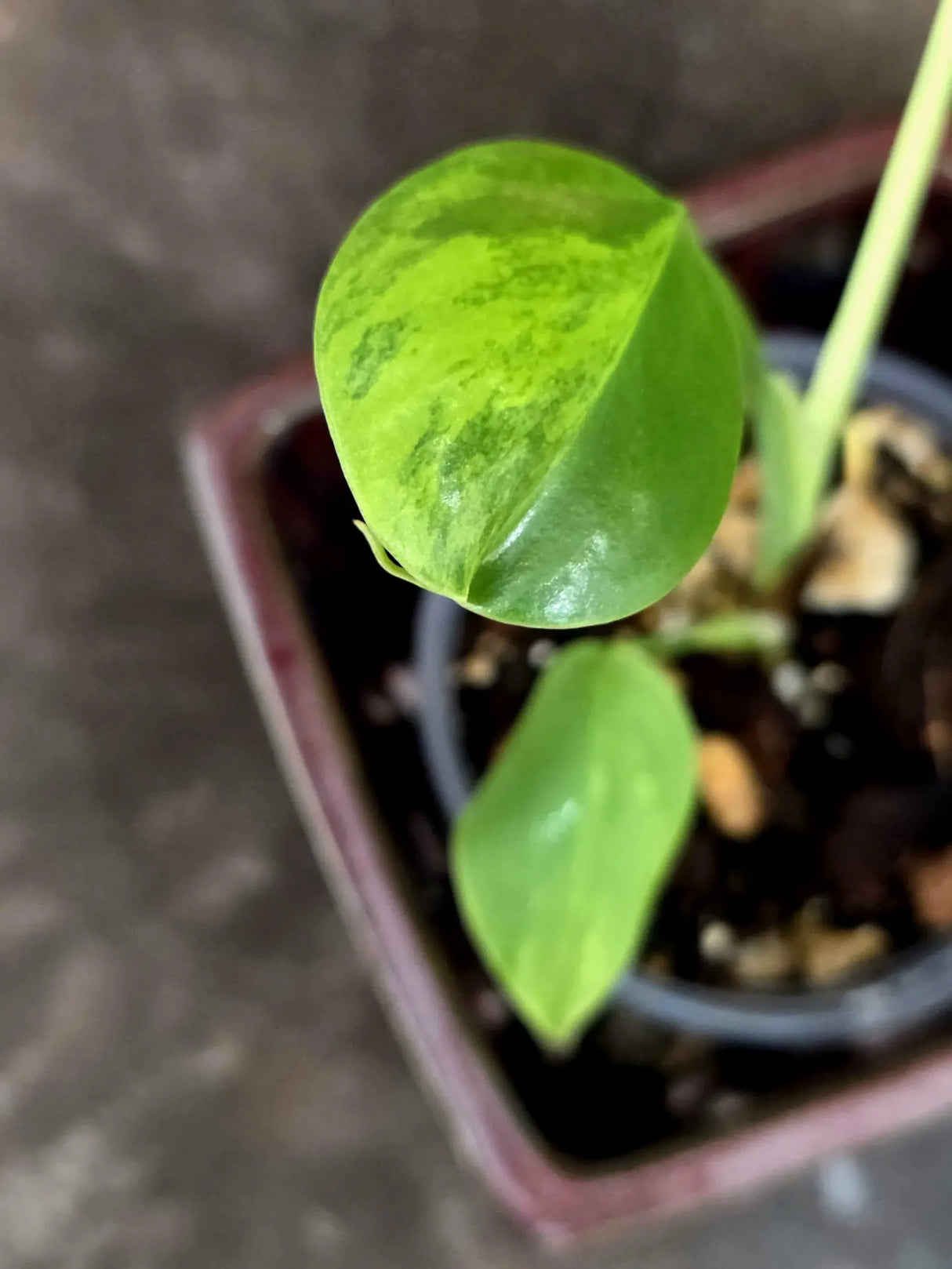 Monstera Aurea Plant – Variegated Tropical Houseplant (June-26-01)