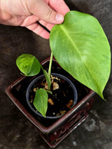 Monstera Aurea Plant – Variegated Tropical Houseplant (June-26-01)