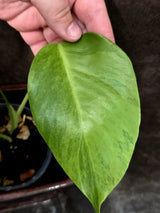 Monstera Aurea Plant – Variegated Tropical Houseplant (June-26-01)