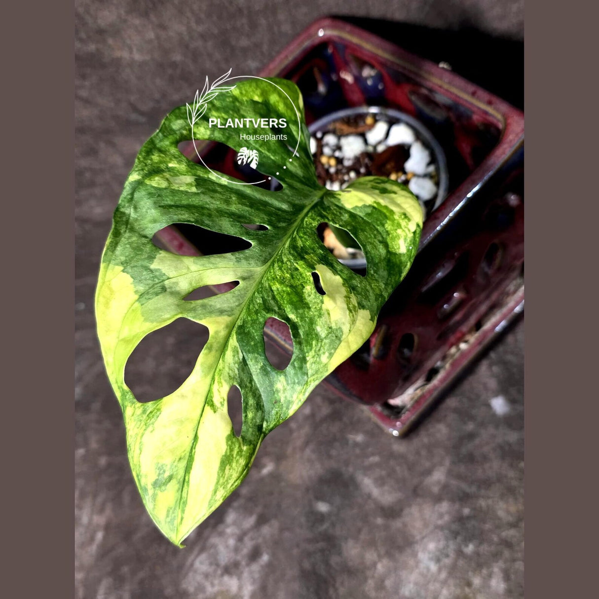 Variegated Monstera Adansonii Albo Live Plant  (June-26-03)