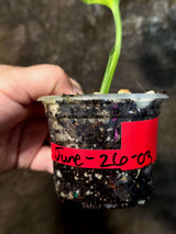 Variegated Monstera Adansonii Albo Live Plant  (June-26-03)