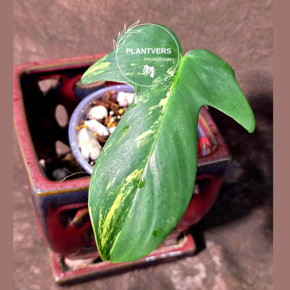 Variegated Philodendron Florida Beauty in a Nursery Pot (June-26-04)