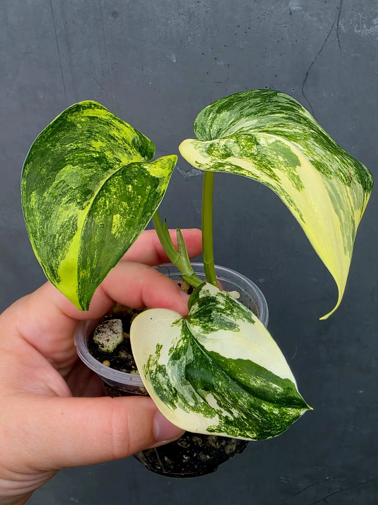 RARE Scindapsus Jade Satin Variegated -(June-26-20)