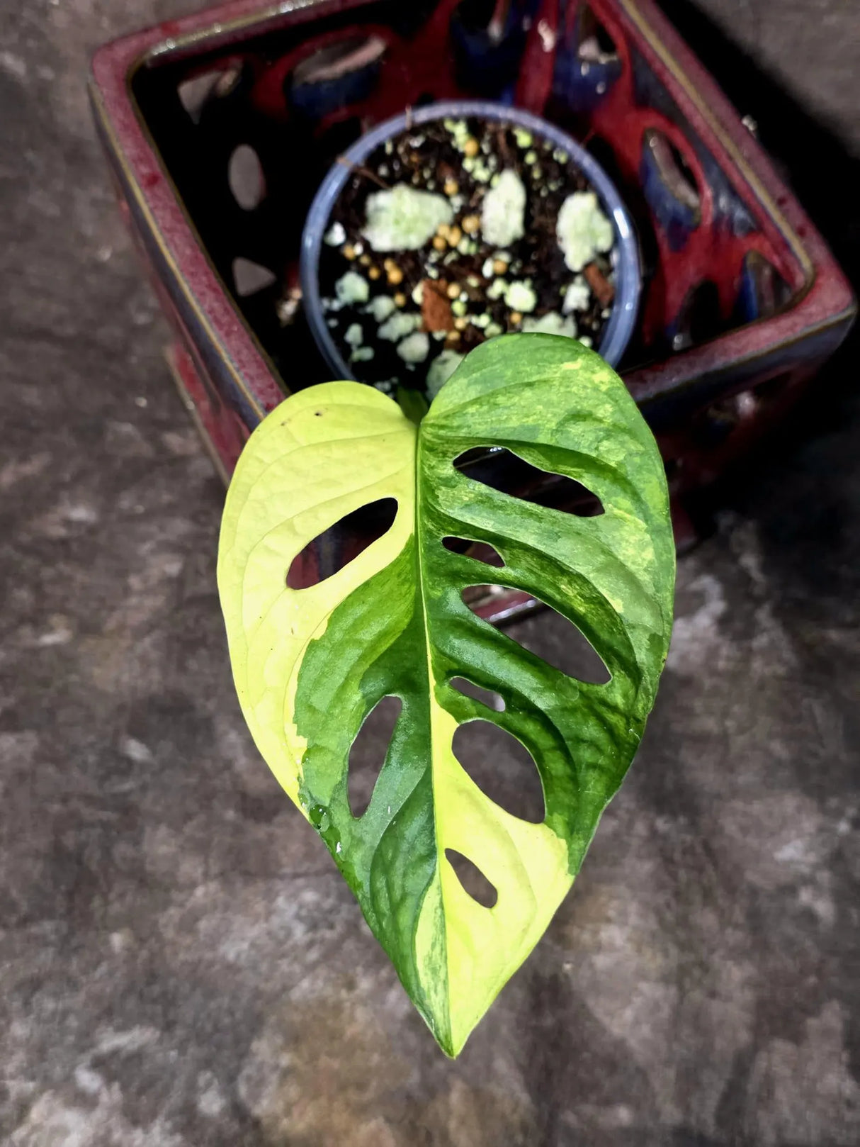 Monstera Adansonii Aurea Variegated - Swiss Cheese Premium (June-26-06)