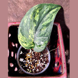 Scindapsus Jade Satin Variegated - Yellow Variegation -(June-26-08)