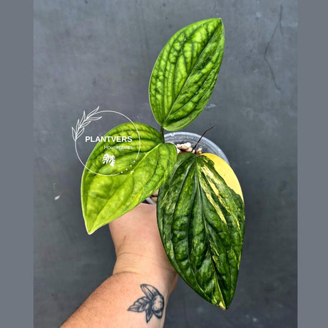 Monstera Peru Aurea Variegated - Climbing tropical plant (June-26-16)
