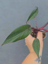 Philodendron Orange Princess Live Plant - Rare Collector Plant (June-26-18)
