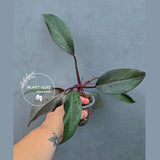 Philodendron Orange Princess Live Plant - Rare Collector Plant (June-26-18)