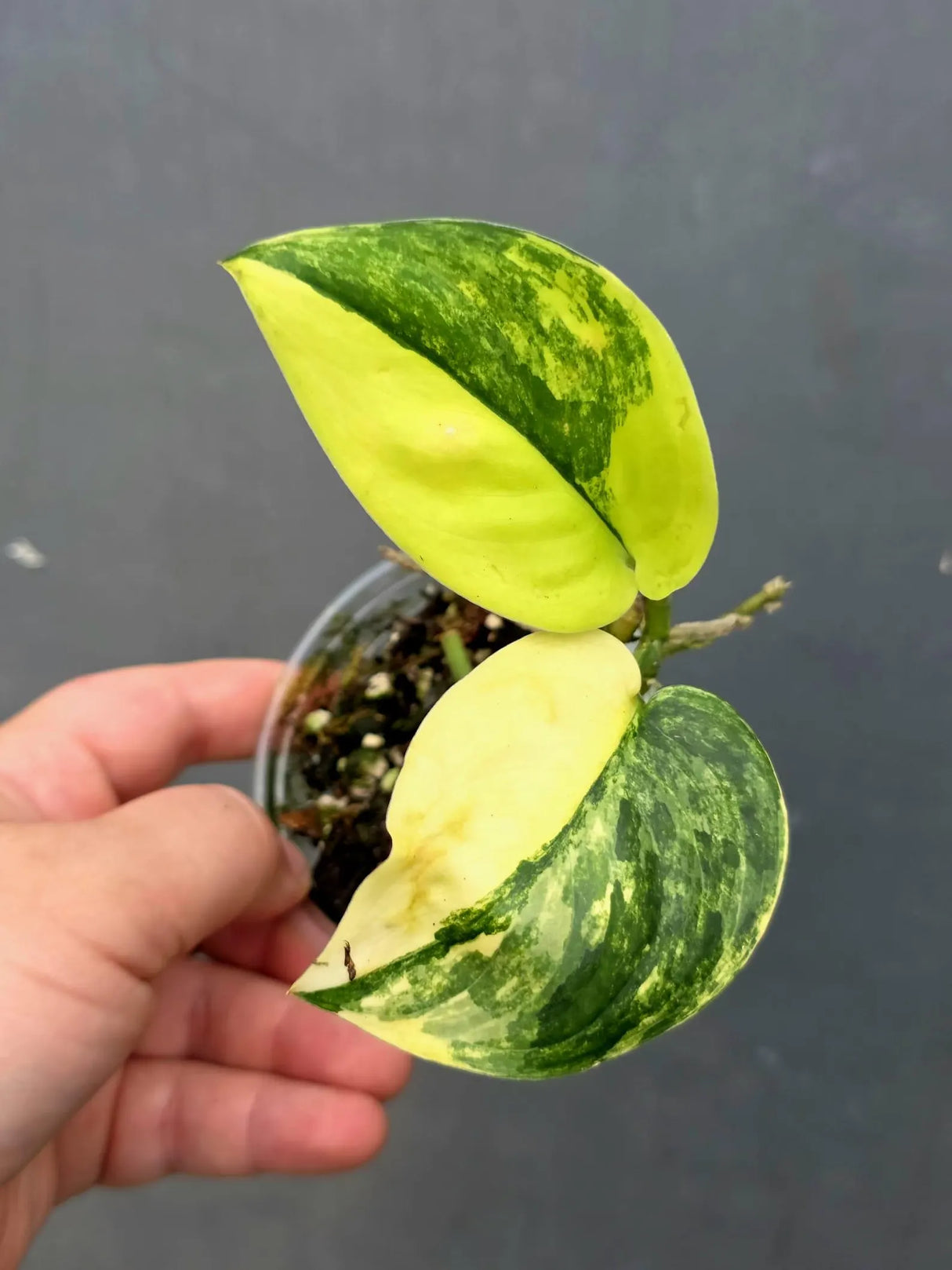 RARE Scindapsus Jade Satin Variegated - Yellow Variegation(June-26-32)