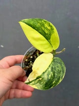 RARE Scindapsus Jade Satin Variegated - Yellow Variegation(June-26-32)
