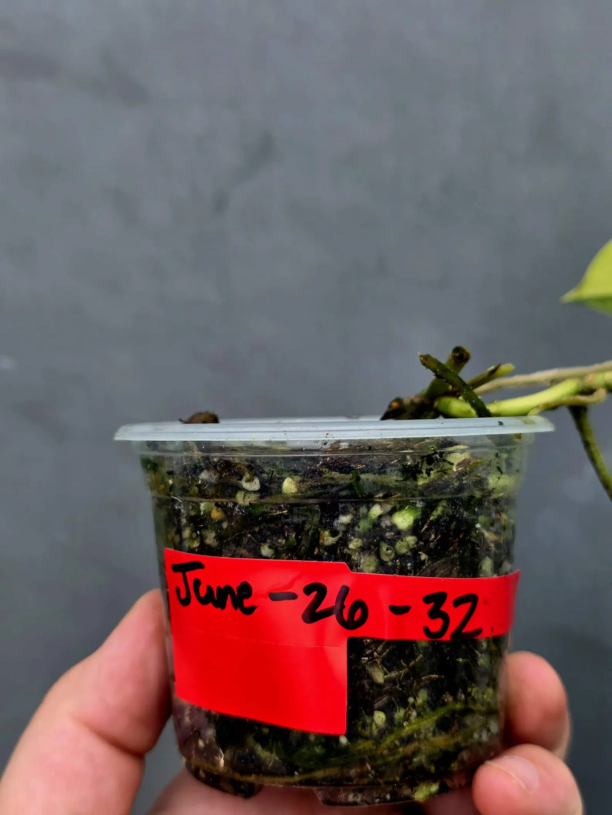RARE Scindapsus Jade Satin Variegated - Yellow Variegation(June-26-32)
