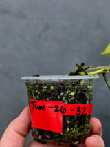 RARE Scindapsus Jade Satin Variegated - Yellow Variegation(June-26-32)