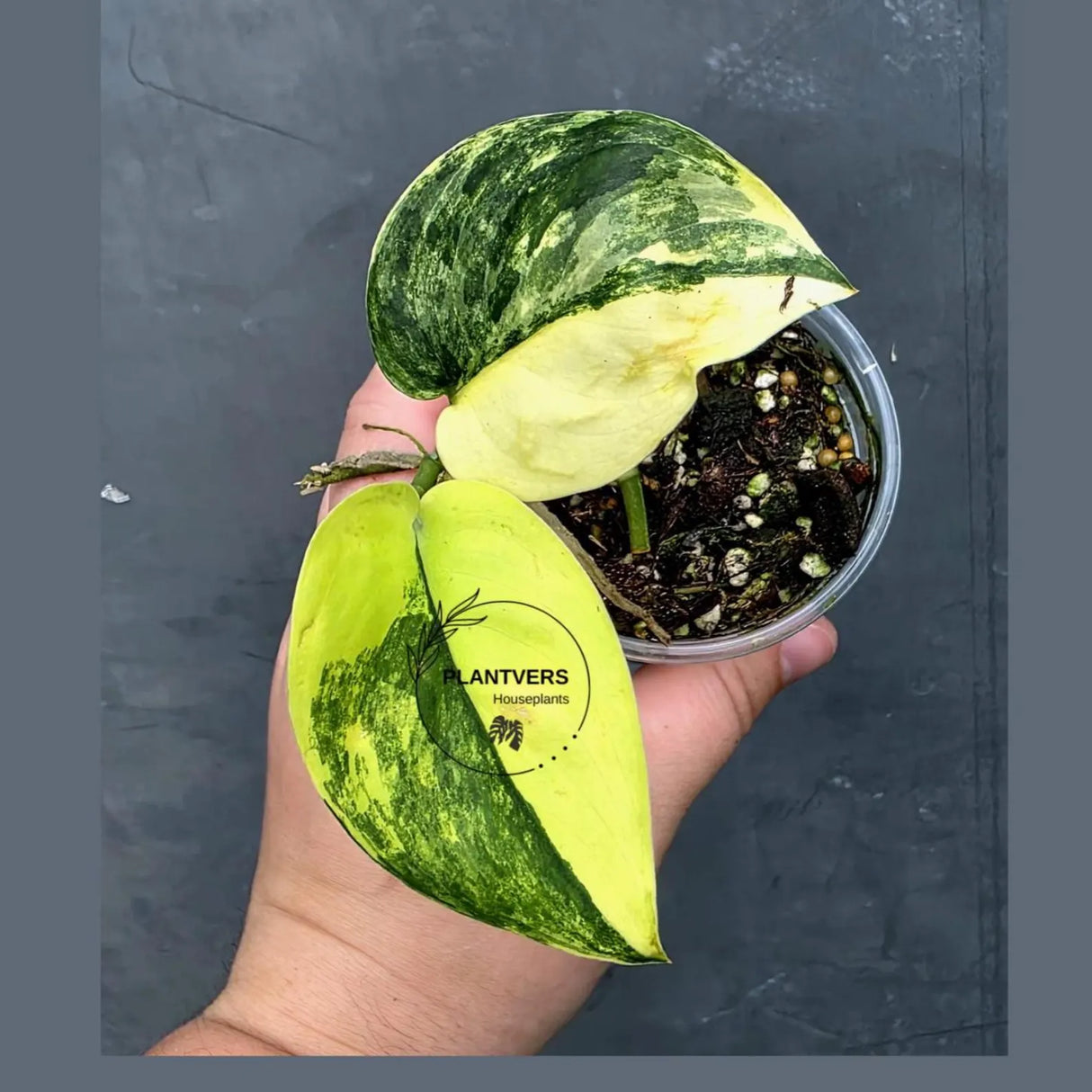 RARE Scindapsus Jade Satin Variegated - Yellow Variegation(June-26-32)