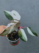 Variegated Philodendron Red Anderson - Rare Tricolor (June-26-17)