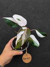 Variegated Philodendron Red Anderson - Rare Tricolor (June-26-17)