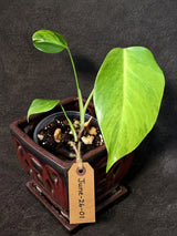 Monstera Aurea Plant – Variegated Tropical Houseplant (June-26-01)