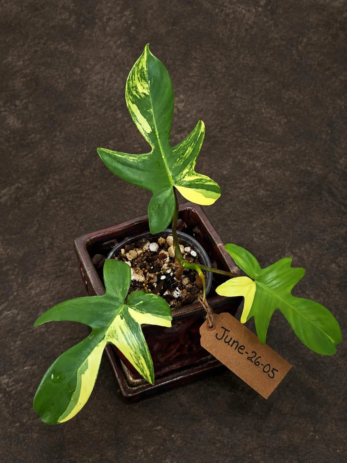Variegated Philodendron Florida Beauty in a Nursery Pot (June-26-05)