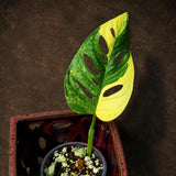 Monstera Adansonii Aurea Variegated - Swiss Cheese Premium (June-26-06)