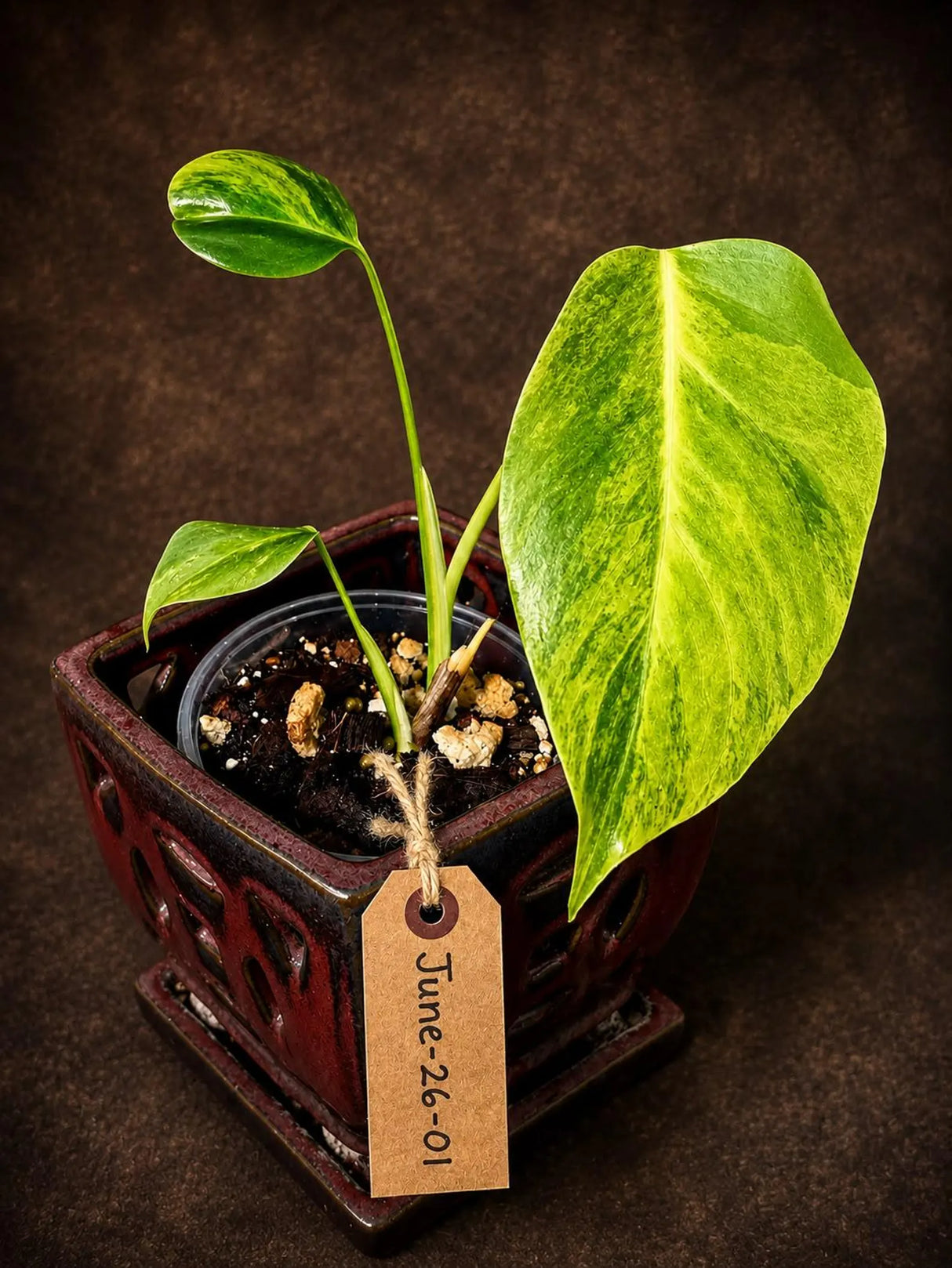 Monstera Aurea Plant – Variegated Tropical Houseplant (June-26-01)