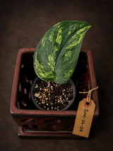 Scindapsus Jade Satin Variegated - Yellow Variegation -(June-26-08)