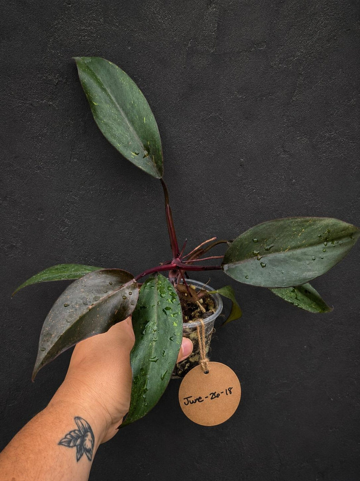 Philodendron Orange Princess Live Plant - Rare Collector Plant (June-26-18)