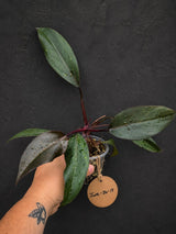 Philodendron Orange Princess Live Plant - Rare Collector Plant (June-26-18)