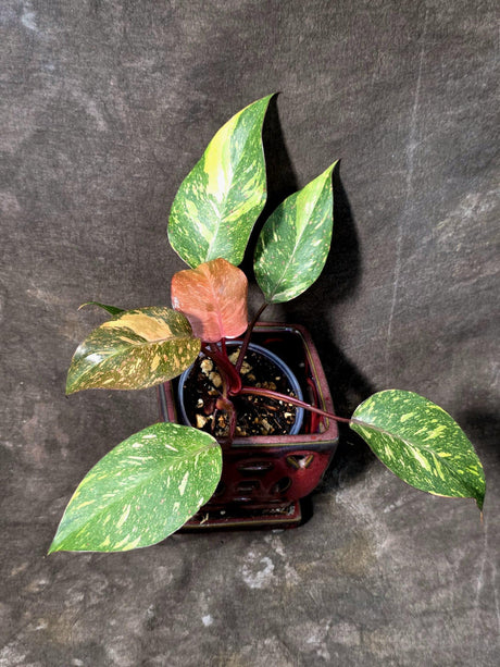 Philodendron Orange Princess - Rare Collector Plant (July-10-23)