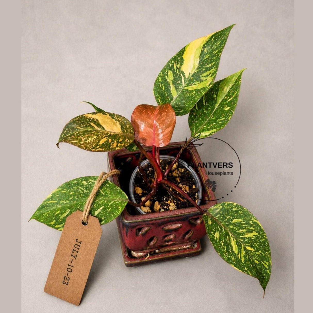 Philodendron Orange Princess - Rare Collector Plant (July-10-23)
