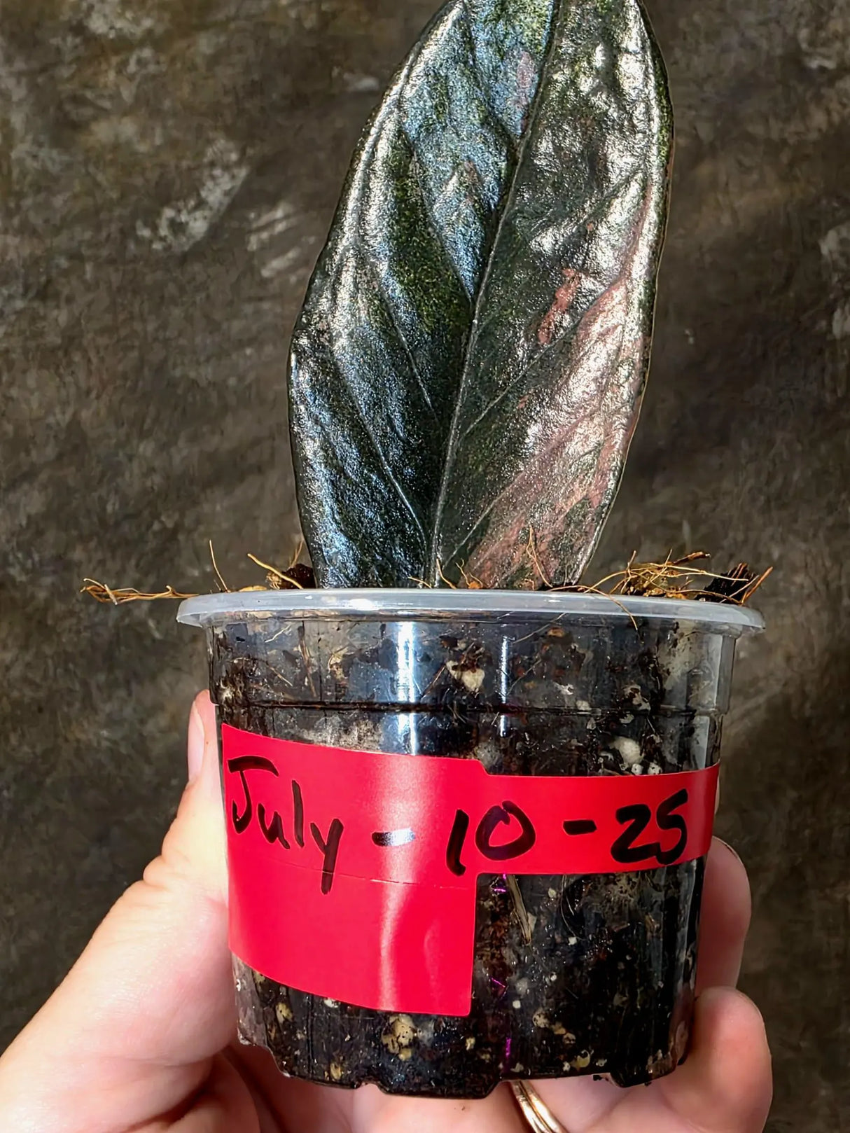 Raven ZZ Pink - Variegated Zamioculcas (July-10-25-ER)