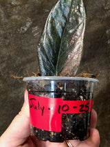 Raven ZZ Pink - Variegated Zamioculcas (July-10-25-ER)