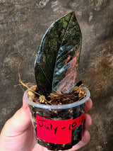 Raven ZZ Pink - Variegated Zamioculcas (July-10-25-ER)