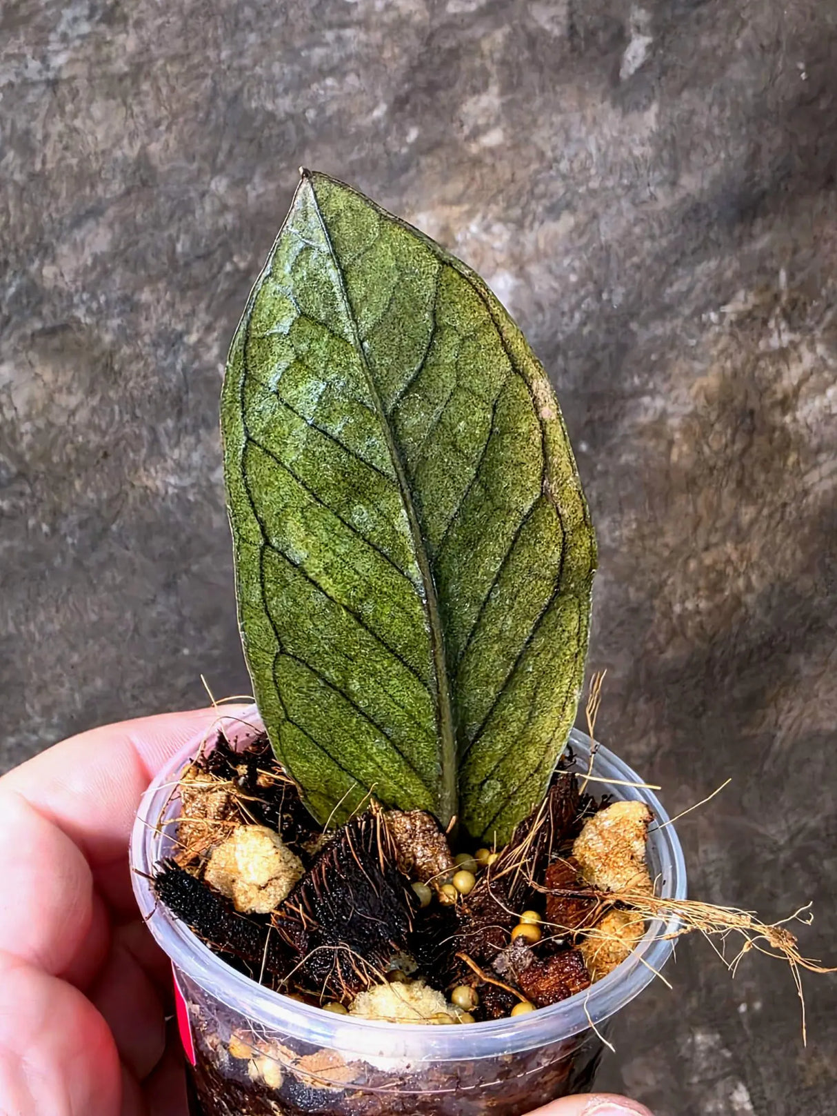 Raven ZZ Pink - Variegated Zamioculcas (July-10-25-ER)