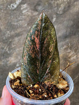 Black Variegated ZZ Plant - Multi Color Zamioculcas (July-10-39-ER )