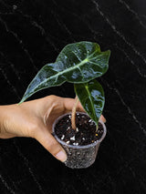 Alocasia Polly Starter Plant in 3" Pot – African Mask Plant – Easy Care Tropical Indoor Houseplant – Live Aroid Plant