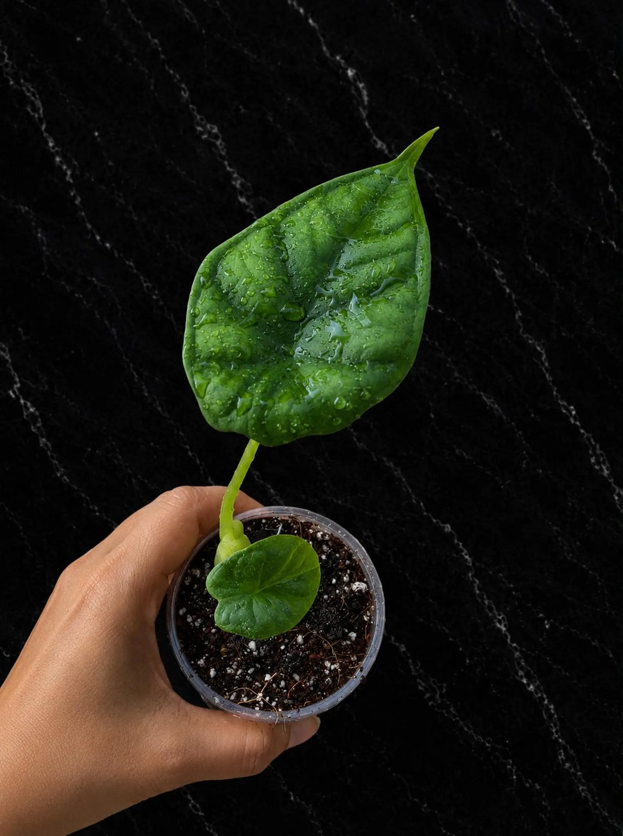 Alocasia Dragon Scale Live Plant - Rare Jewel Alocasia - Silver Green Tropical Houseplant - Exotic Indoor Aroid Plant