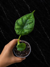 Alocasia Dragon Scale Live Plant - Rare Jewel Alocasia - Silver Green Tropical Houseplant - Exotic Indoor Aroid Plant