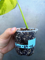 Monstera Borsigiana Aurea Variegated - Exact Rare Tropical Aroids (June-29-02)