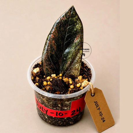 Black Variegated ZZ Plant in a Nursery Pot- Multi Color Zamioculcas - Super Rare EXACT Indoor Plant - US Seller