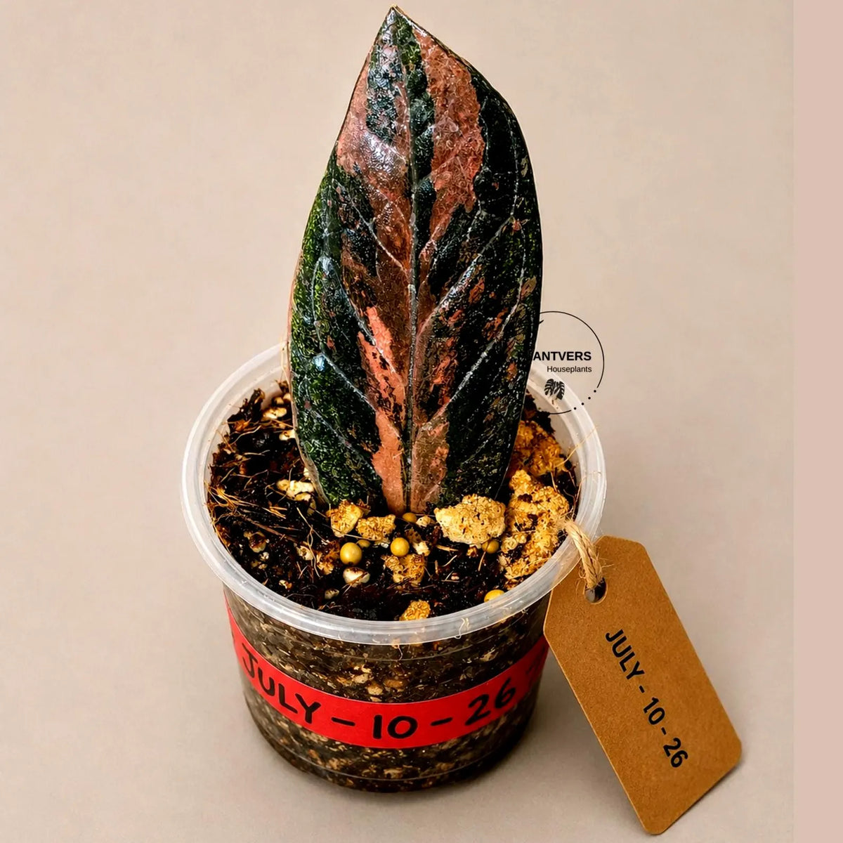 Black Variegated ZZ Plant in a Nursery Pot- Multi Color Zamioculcas - Super Rare EXACT Indoor Plant - US Seller