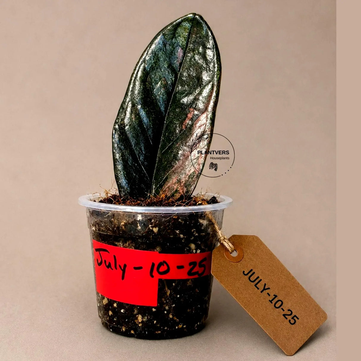 Black Variegated ZZ Plant in a Nursery Pot- Multi Color Zamioculcas - Super Rare EXACT Indoor Plant - US Seller
