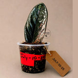 Black Variegated ZZ Plant in a Nursery Pot- Multi Color Zamioculcas - Super Rare EXACT Indoor Plant - US Seller