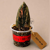 Black Variegated ZZ Plant in a Nursery Pot- Multi Color Zamioculcas - Super Rare EXACT Indoor Plant - US Seller