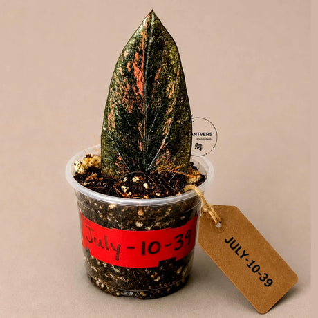 Black Variegated ZZ Plant in a Nursery Pot- Multi Color Zamioculcas - Super Rare EXACT Indoor Plant - US Seller