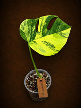Monstera Borsigiana Aurea Variegated - Exact Rare Tropical Aroids (June-29-02)