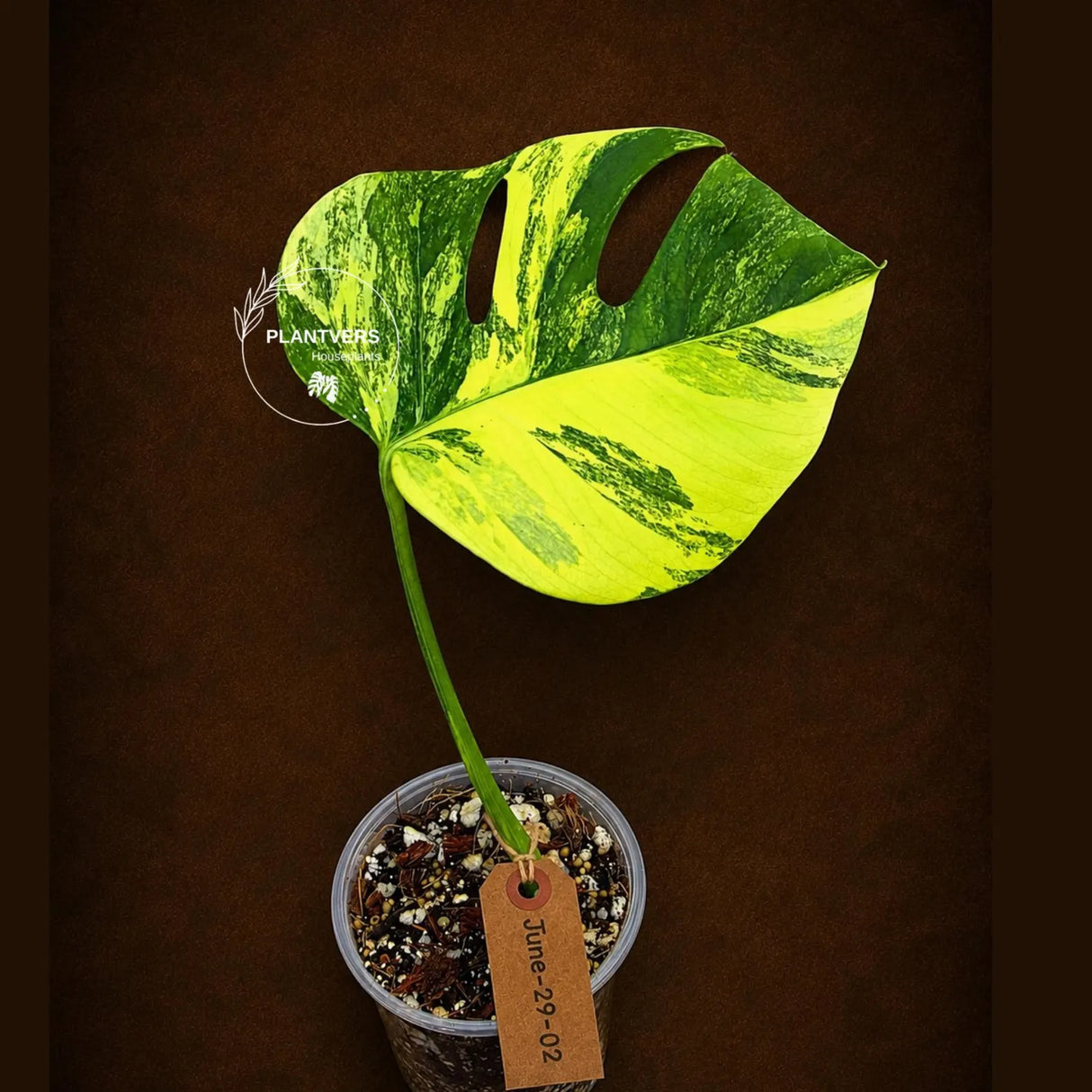 Monstera Borsigiana Aurea Variegated - Exact Rare Tropical Aroids (June-29-02)