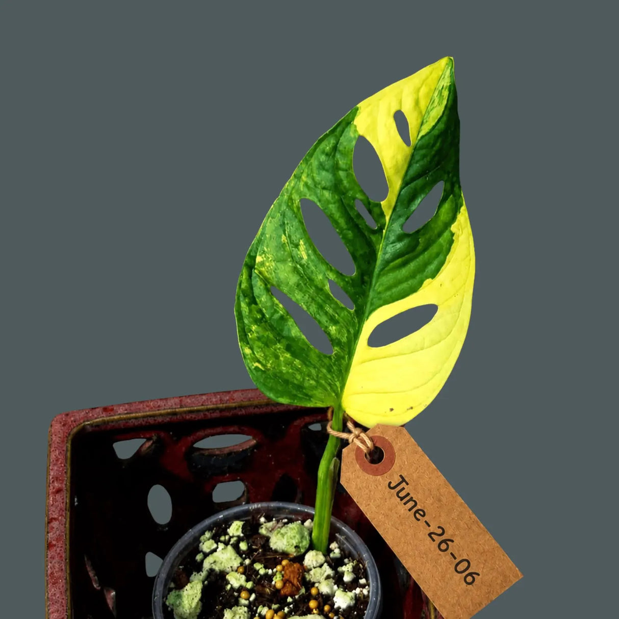 Monstera Adansonii Aurea Variegated - Swiss Cheese Premium (June-26-06)
