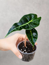 Alocasia Polly in 3" Pot - Alocasia Amazonica - Live Plant - Tropical Indoor Plant