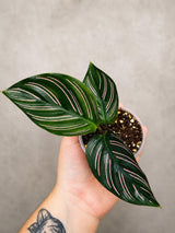 Calathea Ornata Pinstripe in 3" Pot - Live Houseplant - Prayer Plant - Tropical Houseplant